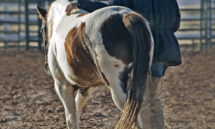 Cowboy and horse walking away from viewer